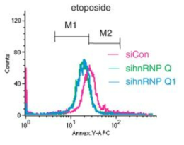 hnRNP Q의 조절에 따른 cell cycle변화를 관찰하기 위한 flaw cytometry 분석 결과.