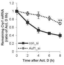 Actinomycin D를 처리하였을 때 Auf1 (hnRNP D)의 조절에 따른 Cry1 mRNA의 영향 확인.