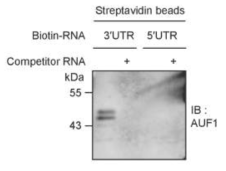 Cry1 3’UTR 및 5’UTR에 대한 Auf1 binding 여부 확인.