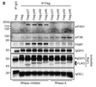 번역 조절에 관여하는 다양한 factor들과, Flag-p37 ~ Flag-p45로 명명된 다양한 Auf1 form과 의 상호작용. RNase 처리를 통해 이것이 RNA를 매개로 하는지의 여부를 확인.