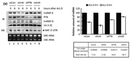 (좌) hnRNP K, PTB, hnRNP D의 기능을 알아보기 위해 각각의 단백질을 knockdown 시킴. (우) reporter mRNA의 stability가 각각의 단백질을 knockdown 시켰을 때 변화하는 것을 확인.