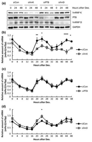 hnRNP K, PTB, hnRNP D가 Per3 mRNA의 oscillation에 미치는 영향을 알아보기 위해 각각의 단백질을 knockdown 시킴. (b) hnRNP K가 knockdown 되었을 때 Per3 mRNA oscillation의 amplitude가 감소. (c) PTB가 knockdown 되었을 때 Per3 mRNA oscillation은 변화 없음. (d) hnRNP D가 knockdown 되었을 때 Per3 mRNA oscillation의 amplitude가 증가.