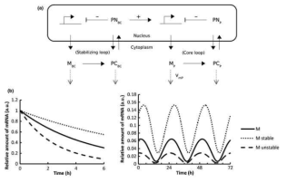 Per3 mRNA의 stability와 oscillation 사이의 관계를 확인할 수 있는 mathematical model의 개략적인 형태와 simulation 결과.