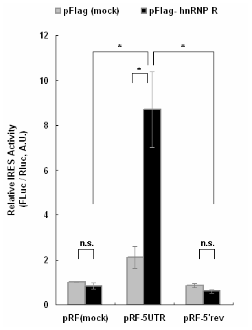 Primary pinealocyte에서 확인한 AANAT 5’UTR이 갖는 IRES-의존적 번역과 여기에 추가되는 hnRNP R에 의한 IRES-의존적 번역의 증가 양상.