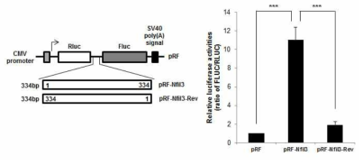 Nfil3 5’UTR을 삽입한 bicistronic luciferase vector system (좌)와 이를 토대로 시험한 Fluc/Rluc 비율 측정을 통한 Nfil3 5’UTR의 IRES 발견.