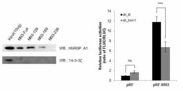 여러 RNA 결합 단백질 중에서 hnRNP A1이 특이적으로 Nfil3 5’UTR의 특정 부분에 결합하는 것을 확인 (좌). shRNA를 이용해 knockdown 시켰을 경우, Nfil3의 IRES activity가 크게 감소하는 것을 확인 (우).