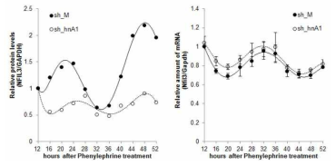 조골세포에서 α1-adrenergic receptor agonist인 phenylephrine을 처리했을 때 Nfil3의 단백질과 mRNA 나타내는 시간에 따른 리듬. hnRNP A1이 knockdown 되었을 경우에는 RNA 리듬에는 변화가 없지만 단백질의 리듬은 거의 사라짐을 확인.