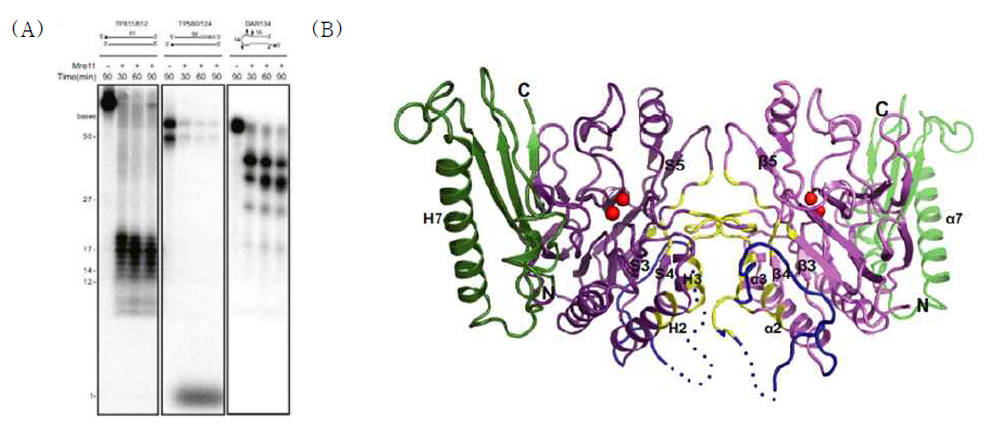 hMre11 core 핵산 절단 활성 및 전체 구조. (A) 32P로 label 된 핵산을 이용한 핵산 절단 활성 결과. (B) hMre11 core 전체 구조.