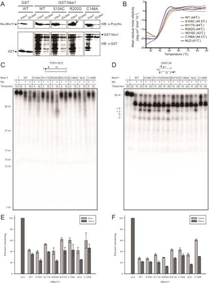 암과 관련된 hMre11 돌연변이의 Nbs1 결합 및 핵산 절단 활성 비교. (A) hMre11 돌연변이 Nbs1 binding test. (B) hMre11 돌연변이의 Circular dichroism (CD) analysis 결과. (C) 32P로 표지한 핵산 TP811/812를 이용한 exonuclease activity 비교. (D) 32P로 표지한 핵산 DAR134를 이용한 endonuclease activity 비교. (E, F) 핵산 절단 활성의 정량화.