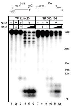 두개의 기질에 대한 NurA-HerA의 nuclease 활성도. 기질의 구조는 상위에 그려져 있음.