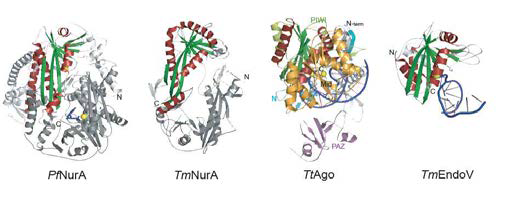 PfNurA 와 가장 유사한 분자구조를 가지는 분자들의 구조 비교. 좌로부터, PfNurA, TmNurA, TtAgo (argonaut) 및 Tm Endonuclease. 구조가 유사한 부위가 초록 및 빨간색으로 표시되어 있음.