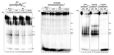 HP2 DNA를 기질로 이용한 MjMre11과 MjMR 복합체의 endonuclease 활성 속도 조사결과이다. (b) 50 bp DNA를 기질로 MjMre11과 MjMR 복합체의 exonuclease 활성 속도 조사결과이다. 