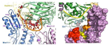 좌) ATP 가수 분해에 의해 MjMR 복합체에서 MjRad50CC는 구조적인 큰 움직임이 발생한다. 복합체의 MjRadCC (녹색)와 ADP-MjRad50CC 각각의 lobe Ⅰ을 중심으로 구조를 중첩한 결과. 우) lobe Ⅱ의 회전은 MjMre11의 Capping 도메인과 구조적 충돌의 원인이 될 것으로 보인다.