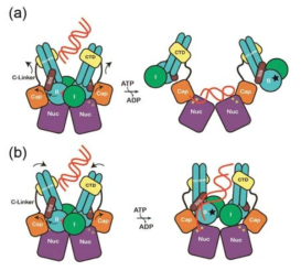 MjMR 복합체의 allosteric 상호조절 모델. (a) Lobe Ⅱ의 회전은 MjMre11의 Capping 도메인과 C-말단 도메인의 커다란 움직임을 유도하여 MjRad50 ATPase 도메인이 MjMre1의 활성부위로부터 멀리 떨어지도록 재배치된다. (b) Lobe Ⅱ의 회전은 MjMre11의 capping 도메인을 회전시키면서 두 개의 coiled-coil arm이 V 모양에서 평행으로 재배치된다. 이런 결과는 central groove로 유도되는 DNA가 MjMre11의 활성 부위로 들어 갈수 있는 공간을 만들어주게 된다.