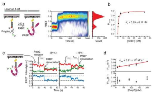 단분자 FRET을 이용한 단분자 PABP의 poly(A) 바인딩 관측. (a) 단분자 FRET을 관측하기 위한 template의 설계를 보여준다. 형광 주개와 받개가 각각 연결되어 있고, 중간에 PABP가 바인딩 할 수 있는 25개의 adenine nucleotide를 포함하고 있다. 우측은 full-length PABP가 poly(A)25에 바인딩 하였을 때 변하는 FRET 양상을 density plot으로 보여주고 그에 따른 히스토그램의 분포를 나타낸다. (b) Pbound는 PABP가 poly(A)25에 바인딩(E ~ 0.8) 한 수를, poly(A)25에 바인딩하지 않은 것과(E ~ 0.4) 바인딩 한(E~0.8) 전체 합으로 나누어준 값이다. (c) poly(A)25에 바인딩 해 있는 PABP가 Paip2가 바인딩 함에 따라 떨어지는 것을 보여주는 대표적인 trace. tass는 Paip2가 주입된 후부터 FRET 값이 바뀔 때까지 걸린 시간을 나타낸다. (d) 1/tass와 1/tdiss의 Paip2 농도에 따른 그래프.
