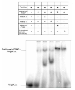 EMSA를 통한 PABP fragment –full length PABP 간의 상호작용 확인.