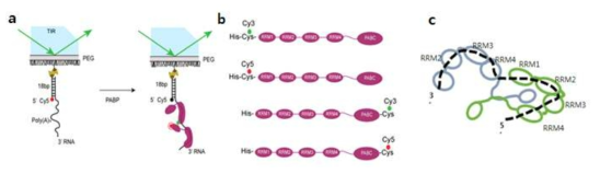 단분자 FRET 기술을 이용한 PABP 이합체의 poly(A)에 결합한 구조 관측. a. 단분자 FRET을 관찰하기 위한 쿼츠 표면의 모식도. poly(A)60의 5’ 말단에 Dy647이 형광 레이블된 상보적인 DNA oligo를 결합시킨 template을 이용하였다. b. N-말단 (또는 C-말단)에 형광 레이블된 PABP의 모식도. c. 단분자 FRET 기술을 이용, 예측한 PABP 이합체가 poly(A)에 바인딩한 구조.