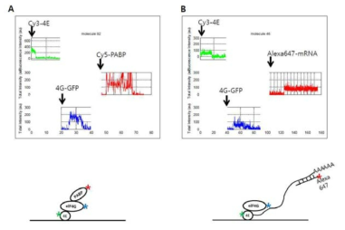 Cy3-eIF4E, Cy5-PABP, GFP-eIF4G (A)와 Cy3-eIF4E, Alexa-647, GFP-eIF4G (B)의 co-localization 확인.