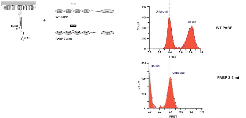 poly(A) RNA 결합에 따른 PABP 모양 변화를 FRET을 이용하여 측정. 좌측 그림은 단분자 FRET을 관측하기 위한 template의 설계를 보여준다. 형광 주개와 받개가 각각 연결되어 있고, 중간에 PABP가 바인딩 할 수 있는 25개의 adenine nucleotide를 포함하고 있다. wild type PABP 또는 mutant PABP를 각각 poly(A) RNA template에 결합시킨다. 우측 FRET 히스토그램은 wild type PABP 또는 mutant PABP를 RNA에 결합시켰을 때 변화하는 FRET 값을 나타낸다. wild type PABP-RNA 복합체의 FRET 값은 약 0.4에서 약 0.8 로 높아지고, mutant PABP-RNA 복합체는 약 0.4에서 약 0.0으로 낮아진다.