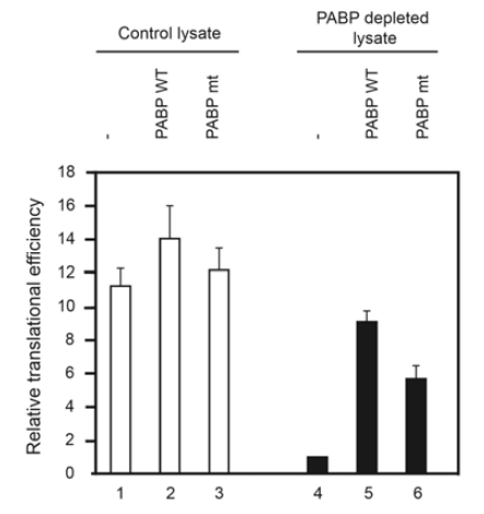 wild type PABP 또는 mutant PABP를 넣은 PABP-depleted RRL에서의 mRNA translation 복구 정도 확인. PABP-depleted RRL 은 mock RRL에 비해 단백질 합성정도가 감소하였고 (lane 1,4), wild type PABP를 넣었을 때는 단백질 합성정도가 mock RRL과 비슷한 수준으로 복구되었지만 (lane 5) mutant PABP는 wild type의 복구된 정도의 약 60% 정도의 값을 보인다 (lane 6).