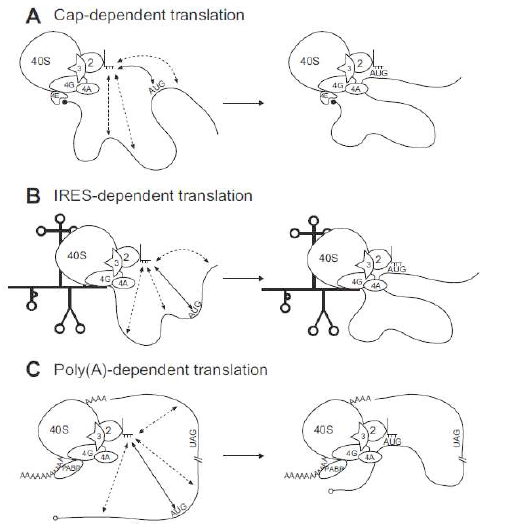 mRNA의 looping을 통한 번역 개시과정의 모식도. A. CAP-의존적 번역에서의 mRNA looping 모델. B. IRES-의존적 번역에서의 mRNA looping 모델 C. Poly(A)-의존적 번역에서의 mRNA looping 모델