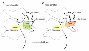 eIF2A가 스트레스 상황에서 HCV IRES의 번역 개시에 작용하는 기작의 모식도.