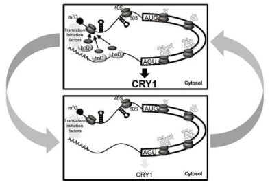 본 연구를 통해 밝혀낸 대표적인 심화 연구 사례인 Cry1의 3’UTR을 매개로 한 번역 조절 과정. 이전까지 mRNA의 번역 조절 양상과 다르게 3’UTR의 역할이 부각되었으며, 이것이 생체시계의 핵심 역할에 직접적으로 관여하고 있음을 밝혀내었다.