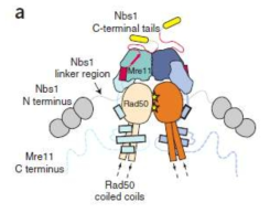 일반적인 진핵생물의 MRN complex 구조