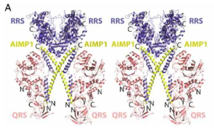 ArgRS-GlnRS-AIMP1 복합체의 구조