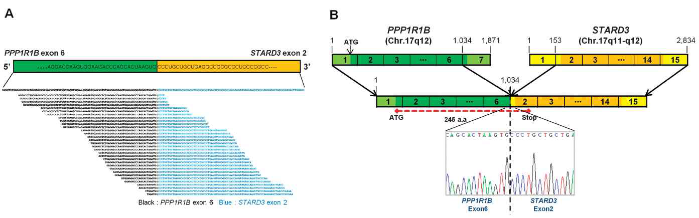 RNA-seq을 통한 PPP1R1B-STARD3 fusion transcript 동정 (A)과 Wild-type PPP1R1B와 STARD3, 및 fusion junction (B)