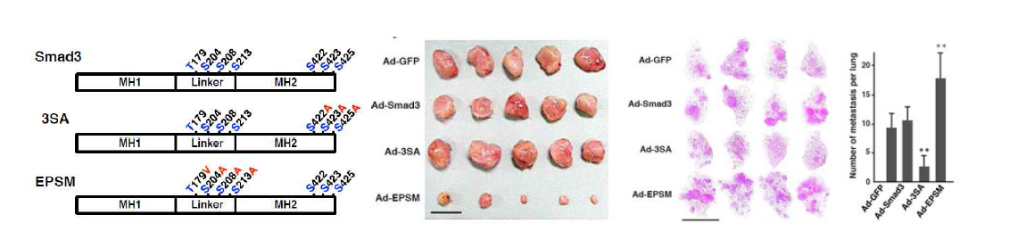Smad3 linker 인산화 불능을 통한 종양생성능 및 전이능 차이