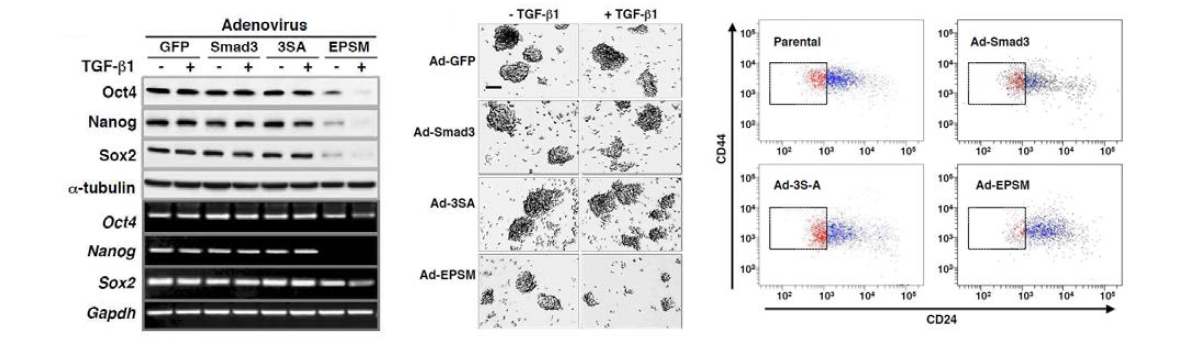 Smad3 linker 인산화 불능을 통한 암줄기 세포 관련 인자 발현 변화 및 표지자 발현변화