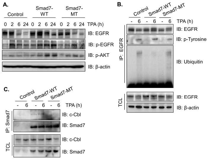 Smad7 과발현 생쥐의 피부조직에서 EGF 수용체의 인산화 분석.