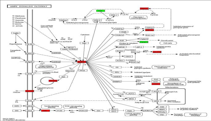 Effect of Bangpungtongsungsan on transcriptional pattern related with AMPK signaling pathway in C57BL/6J mice fed high fat diet.