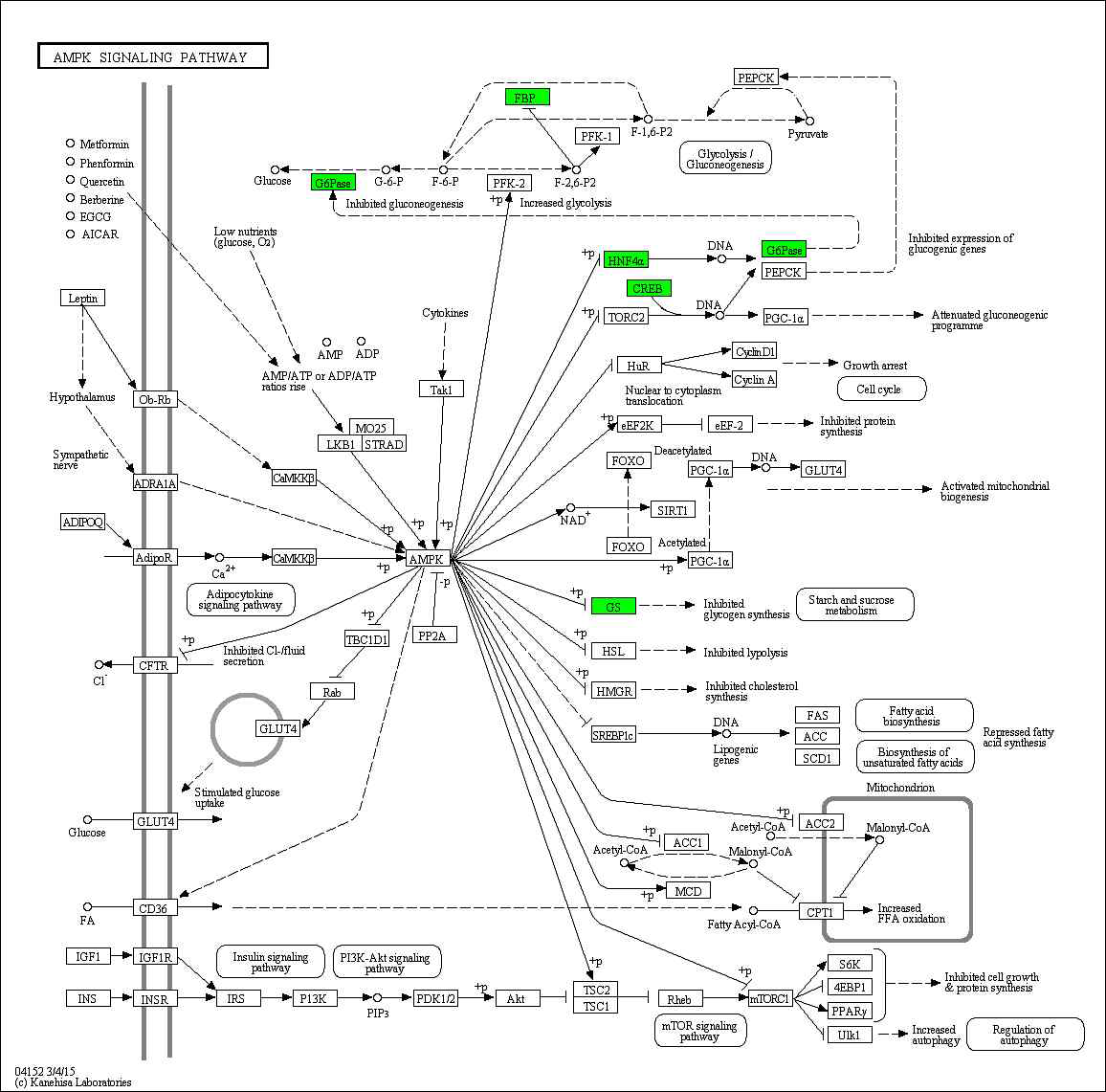 Effect of green tea extract on transcriptional pattern related with AMPK signaling pathway in C57BL/6J mice fed high fat diet