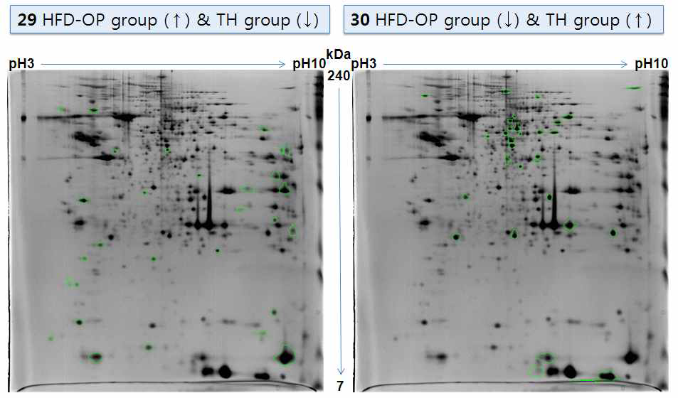 2D gel images of up/down-regulated proteins in WAT