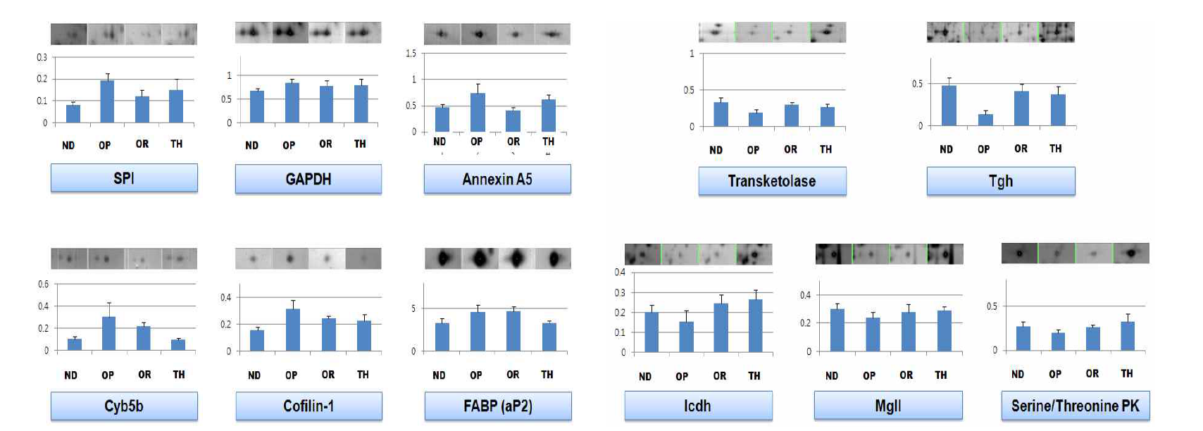 Comparison of expression patterns of obesity-related proteins between OP and ND/OR/OP/TH time.