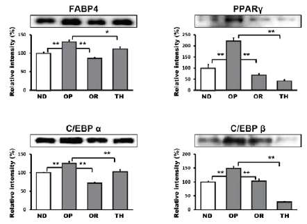 Differentially regulated adipogenic factors in WAT as deternined by inmmunoblot analysis.