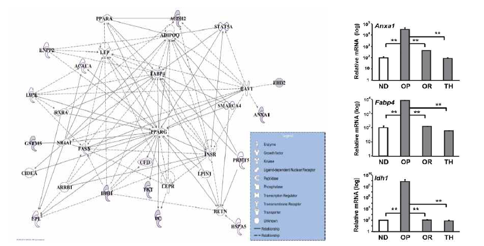 Networks generated by Ingenuity Pathway Analysis using up-or-down-regulated pretein in response to HFD and TH treatment
