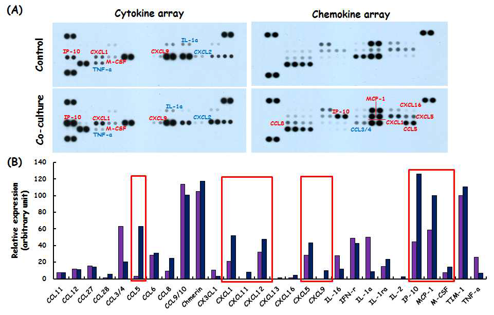 Effects of crosstalk between adipocytes and macrophages on the production of cytokines/chemokines.