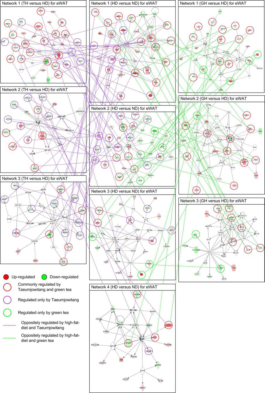 정상식이를 한 마우스군(ND), 고지방식이에 의해 몸무게가 늘어난 마우스군(HD)과 고지방식이와 태음조위탕을 같이 처리한 마우스 군(TH) 그리고 고지방식이와 녹차를 같이 처리한 마우스 군(GH)의 부고환 백색지방조직에서 유의하게 변하는 네트워 크