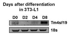 지방세포 분화시 Tm4sf19 의 발현량 증가