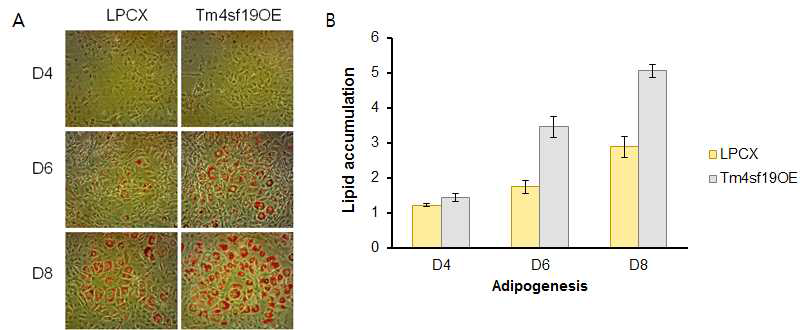 Tm4sf19 과발현 세포주에서의 지방 축적