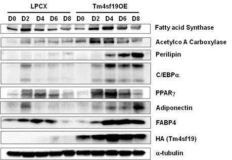 Tm4sf19 과발현이 지방세포 분화에 미치는 영향 확인