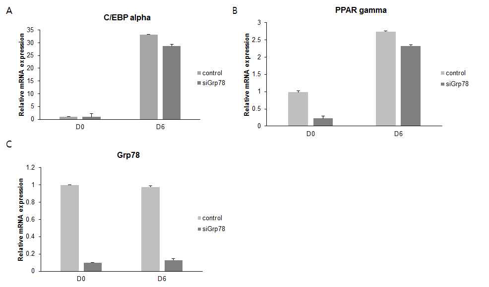 Grp78억제에 의한 Tm4sf19 과발현의 지방세포 분화 능력 감소