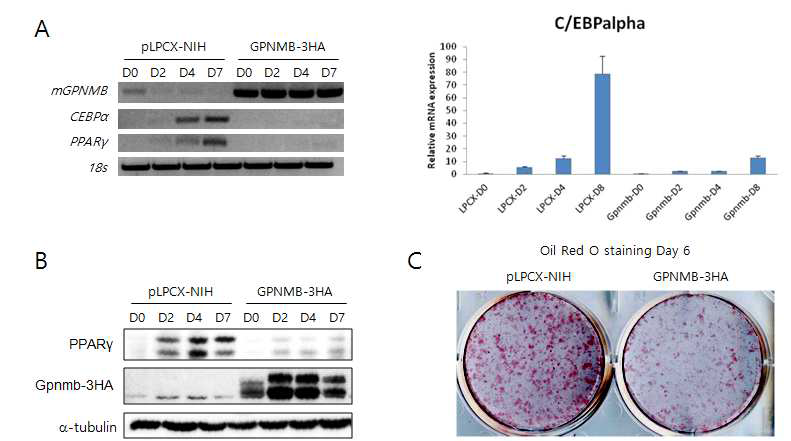 Gpnmb 과발현 세포가 지방세포 분화에 미치는 영향