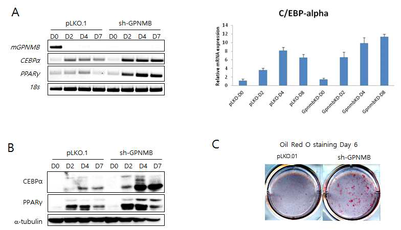 Gpnmb 발현 억제 세포가 지방세포 분화에 미치는 영향