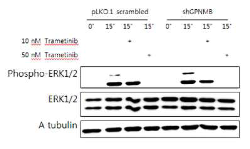 지방세포 분화시 phospho-ERK1/2를 통한 Gpnmb의 신호전달