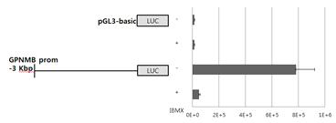 IBMX 처리에 따른 프로모터 luciferase 활성 확인