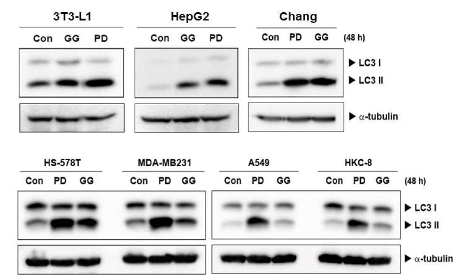 길경 및 Platycodin D에 의한 제 2 타입 LC3 단백질 발현 증가